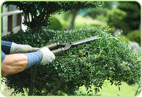 植木の手入れ